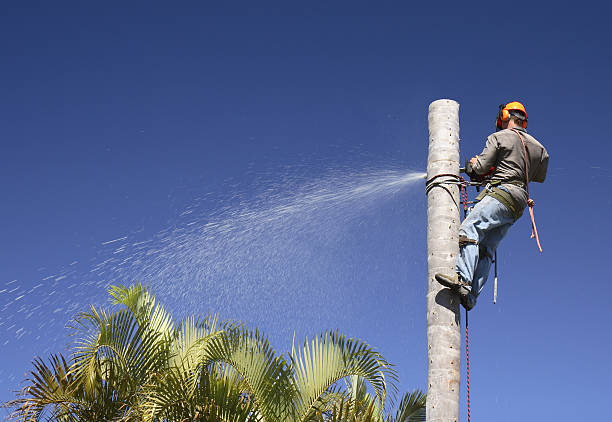 Best Fruit Tree Pruning  in Plainsboro Center, NJ