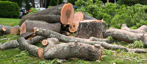 Reliable Plainsboro Center, NJ Tree Care Solutions