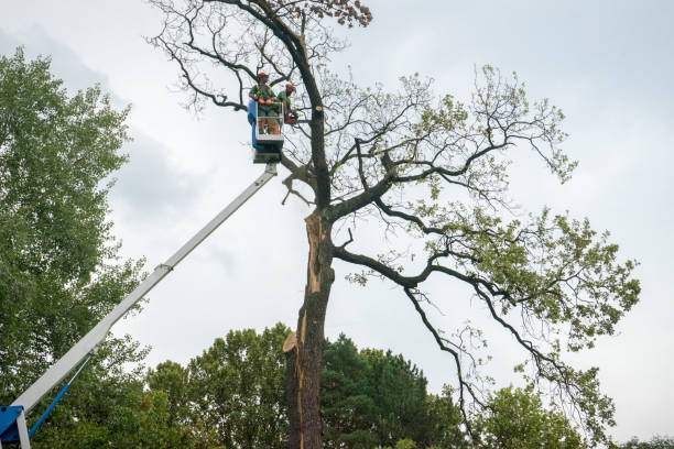 Best Fruit Tree Pruning  in Plainsboro Center, NJ