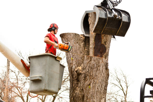 How Our Tree Care Process Works  in  Plainsboro Center, NJ